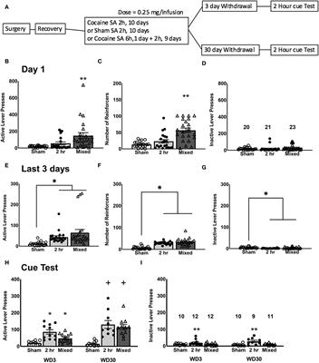 Profiling prefrontal cortex protein expression in rats exhibiting an incubation of cocaine craving following short-access self-administration procedures